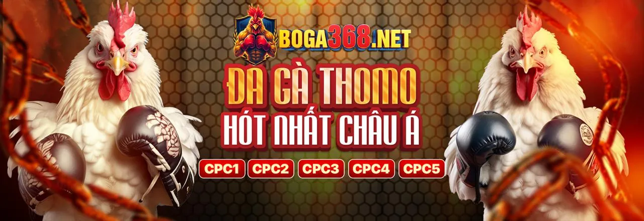 Hình ảnh chính đá gà trực tuyến OK6368